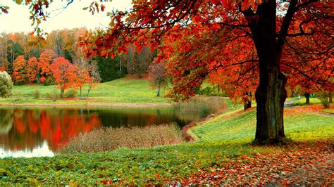 Beautiful Scenery Fall Colorful Autumn Trees And Green Grass Field Reflection On Lake HD Fall ...