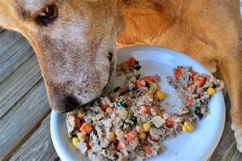 Curious About Fresh Dog Food from The Farmer's Dog?