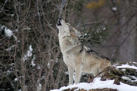 Free photo: Wolf, Howling, Animal, Wild, Nature - Free Image on Pixabay ...