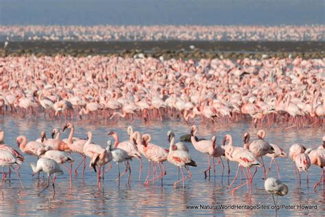 Kenya Lake System in the Great Rift Valley - Paukwa