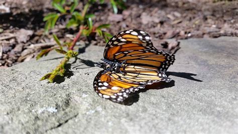 A Dead Butterfly and Some Autumn Leaves – Taubert Gallery