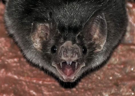 39 Vampire Bat Facts (All 3 Species) Tiny, Heat-Sensing Flying Mammals ...