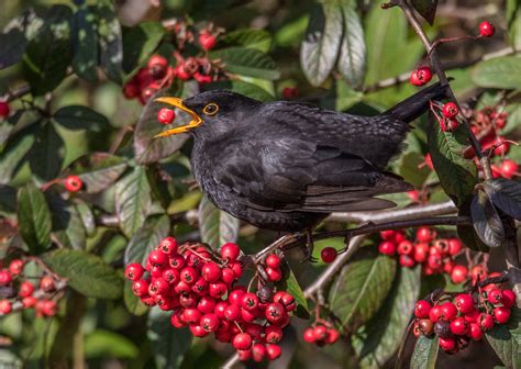 Wallpapers Animals Common Blackbird