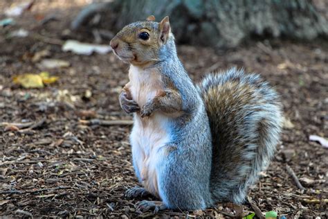 Cute Curious Squirrel standing up on the ground image - Free stock photo - Public Domain photo ...