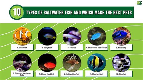 10 Types of Saltwater Fish and Which Make the Best Pets - A-Z Animals