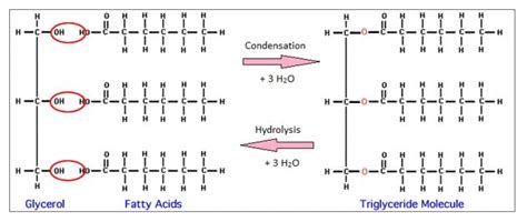 Chemistry of Fats and Oil - Food Tech Notes