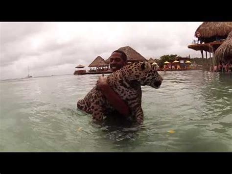 Video of jaguar swimming underwater | TigerDroppings.com