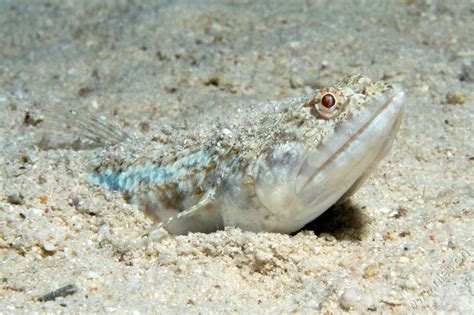 Lizard fish / Sinai, Egypt / Saltwater Diving / Photos | Bernd Nies