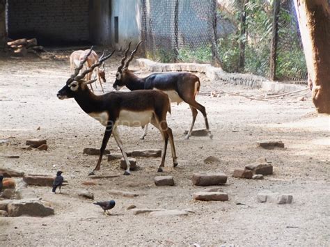 Sanjay Gandhi Biological Park|Patna Zoo : 'Lungs of Patna' - Patna Local