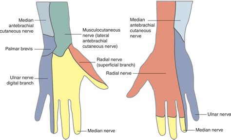 Wrist Block | Anesthesia Key