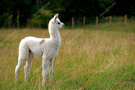 Baby llama — Stock Photo © PinkBadger #21811987