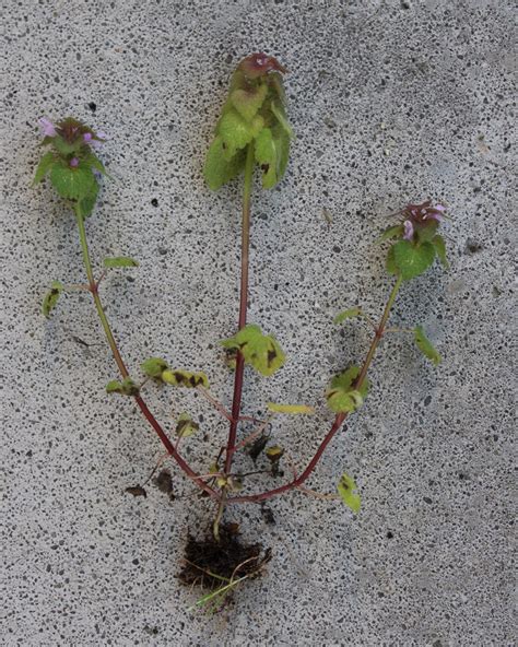 Lamium purpureum (Dead Nettle, Purple Archangel, Purple Dead Nettle, Purple Dead-nettle, Red ...