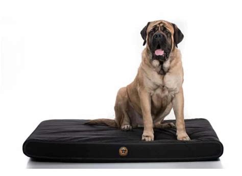 The Best Chew Proof Dog Beds For Your Rescue Dog