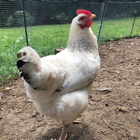 Delaware Chicken: Appearance, Temperament, Eggs and Raising Tips