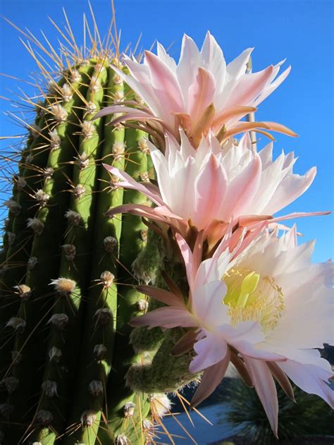 Saguaro Cactus Flower | Cactus flower, Saguaro cactus, Cactus flower painting