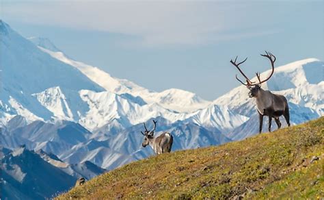 10 Interesting Facts About Mount Denali - WorldAtlas.com