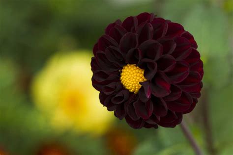 Black Dahlia Flowers [Types, Care Tips and Pictures]