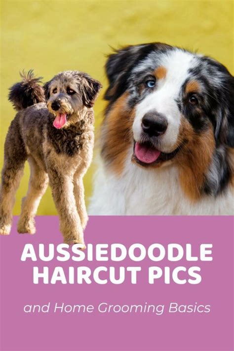 Top Aussiedoodle Haircuts (With Pictures) and DIY Grooming Tips