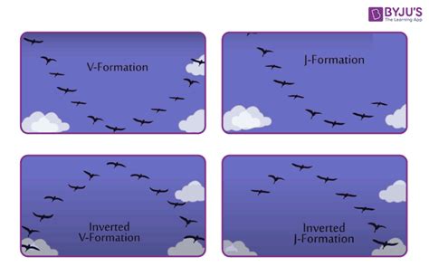 Why Do Birds Fly In a V Format? - Bird Flight, Mechanism, V-formation