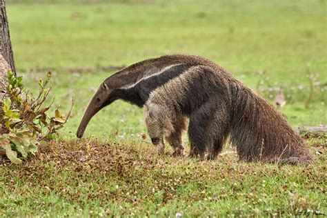 Giant Anteater Page