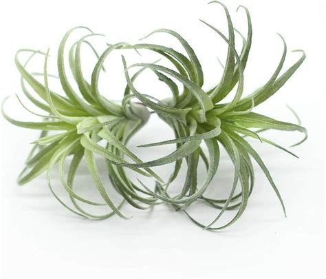 Artificial Succulents – greengrow