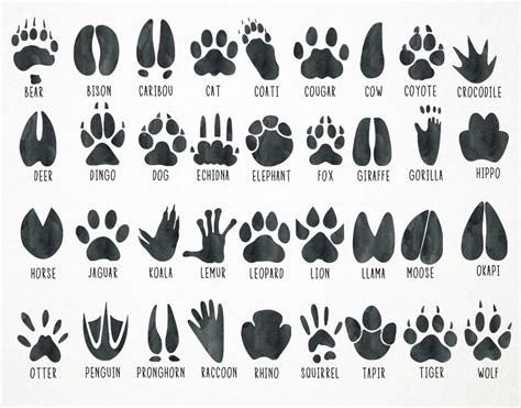 How To Draw Animal Footprints at How To Draw