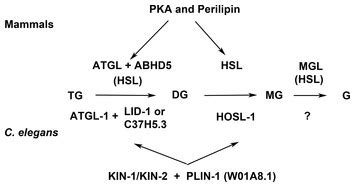 Perilipin-related protein regulates lipid metabolism in C. elegans [PeerJ]