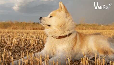 AKITA INU | Đặc điểm, tính cách và Chó AKITA giá bao nhiêu?