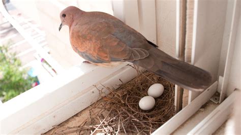 Is There A Pigeon Nest in Your Home? Know If It Brings Good Luck Or Bad ...