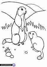 Gophers coloring pages  Free Printable sketch template