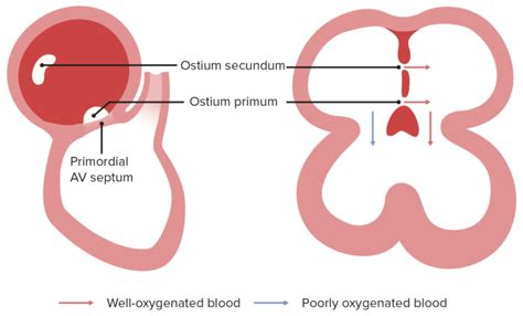 Desenvolvimento do Coração | Concise Medical Knowledge