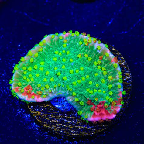 WWC Grafted Montipora Cap Coral – Top Shelf Aquatics