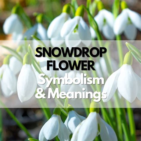 Snowdrop Flower: Symbolism, Meanings, and History - Symbol Genie