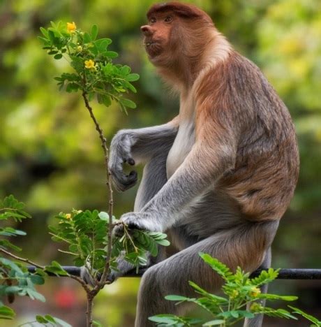 Surabaya Zoo|PD. Taman Satwa KBS