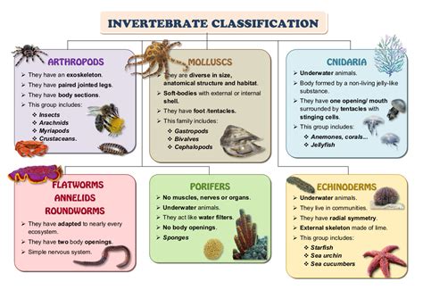 Invertebrates Types Of Invertebrates Classification Of, 55% OFF