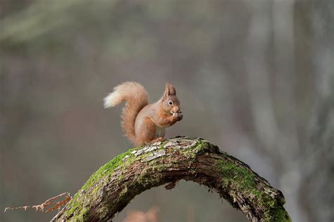 Red Squirrel Eating A Hazelnut Photograph by Pete Walkden - Fine Art America