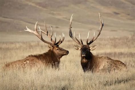 Elk Population By State (Current Estimates) - Wildlife Informer