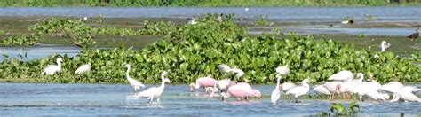 How the Delta Formed - Restore the Mississippi River Delta