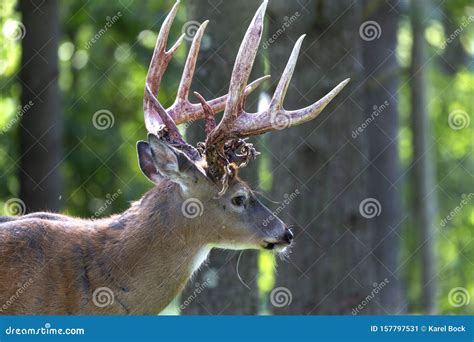 The Wite Tailed Deer with Antlers Velvet Stock Image - Image of hunter ...