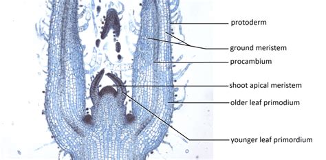 Shoot Apical Meristem » BIOLOGY TEACH