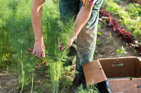 Growing Dill Plants: Care, Tips & More | Kellogg Garden Organics™