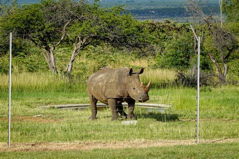 Understanding the Role of Road Signage in Safeguarding Rhino Conservation Areas – Save Our ...