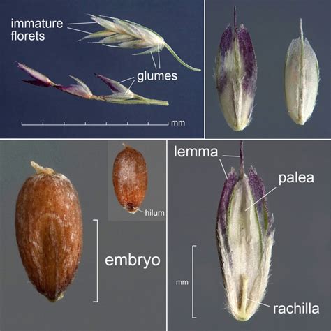 Caryopsis Fruit Examples