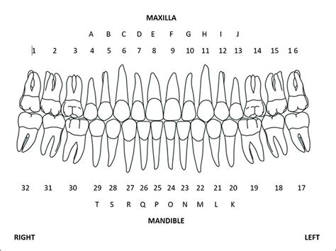 Teeth Diagram Numbers