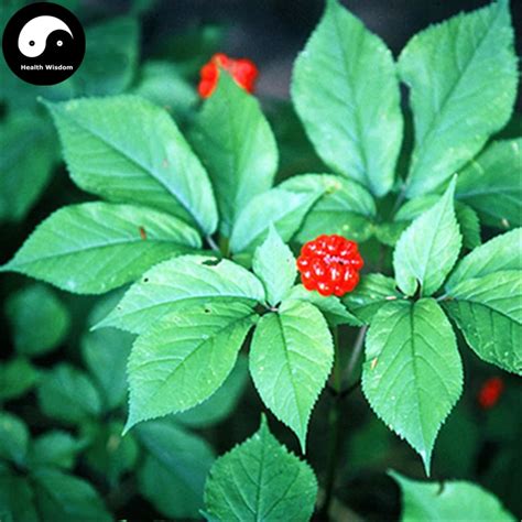 Buy Korean Ginseng Semente 50pcs Plant Chinese Tonic Herb Panax Ginseng ...