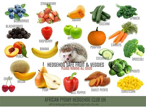 Hedgehog safe foods | Pygmy hedgehog, Hedgehog pet, Hedgehog cage