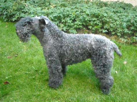 Kerry Blue Terrier Breeders in the USA with Puppies for Sale | PuppyHero