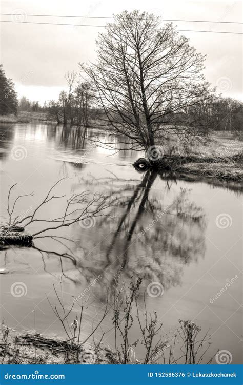 Trees Mirrored in Water - Flowing River Landscape in Black and White Stock Photo - Image of ...