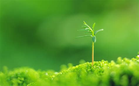 Download Green Nature Plant HD Wallpaper