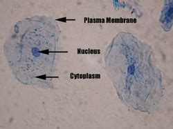 Lab #1 microscope structure & function